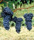 barbera