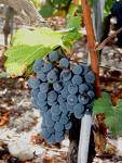 cab.franc