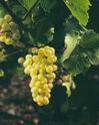 chardonnay