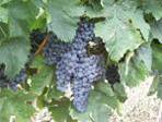 merlot