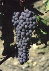 nebiolo